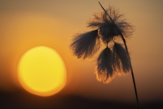Common cottongrass (Eriophorum angustifolium) in the moor at sunset, Goldenstedt, Lower Saxony,