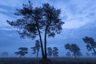 Pine (Pinaceae) in the moor with fog, nature reserve, Vernner Moor, Neuenkirchen-Vörden, Lower