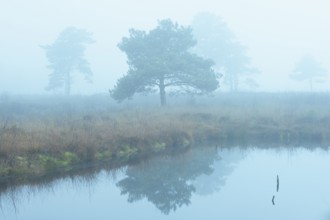 Pine (Pinaceae) in the moor with fog, cNature reserve, Vernner Moor, Neuenkirchen-Vörden, Lower
