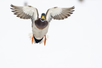 Flying mallard (anas platyrhynchos) in winter, Vechta, Lower Saxony, Germany