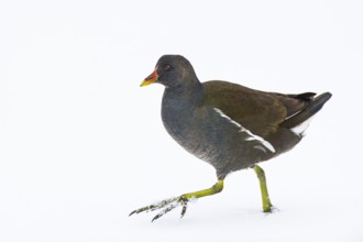 Moorhen (Gallinula chloropus) in the snow, Vechta, Lower Saxony, Germany