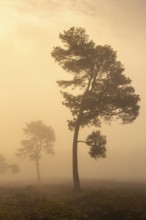 Pine (Pinaceae) in the moor with fog, nature reserve, Vernner Moor, Neuenkirchen-Vörden, Lower