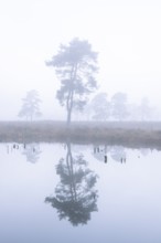 Pine (Pinaceae) in the moor with fog, cNature reserve, Vernner Moor, Neuenkirchen-Vörden, Lower