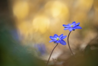Blooming liverwort (Anemone hepatica), early bloomer, Steinhagen, Lower Saxony, Germany