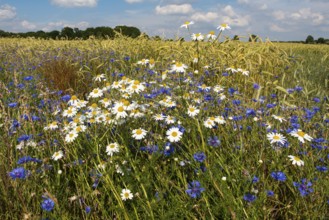 Cornflowers on a grain field in summer, Oldenburger Münsterland, Goldenstedt, Lower Saxony, Germany