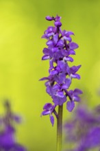 Early purple orchid (Orchis mascula), Osnabrück, Lower Saxony, Germany