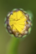 Glebionis segetum, flower, bee pasture, Sevelten, Cloppenburg, Lower Saxony, Germany
