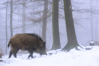 Wild boar (Sus scrofa) in the snow in a wintery forest, Teutoburg Forest, Melle, Lower Saxony,