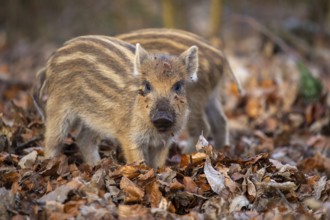 Wild boar (Sus scrofa) in the snow, fresh boar, Melle, Lower Saxony, Germany