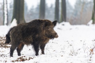 Wild boar (Sus scrofa) in the snow, wild boar, Melle, Lower Saxony, Germany