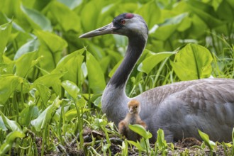 Crane (gurs grus) in nest with chicks, Feldberger Seenlandschaft, Mecklenburg-Vorpommern, Germany