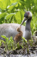 Crane (gurs grus) in nest with chicks, Feldberger Seenlandschaft, Mecklenburg-Vorpommern, Germany