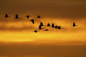 Cranes (grus grus) flying over the Baltic Sea at sunrise, Zingst, Mecklenburg-Vorpommern, Germany