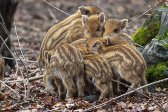 Wild boar (Sus scrofa), fresh boar, Melle, Lower Saxony, Germany