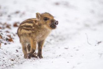 Wild boar (Sus scrofa) in the snow, fresh boar, Melle, Lower Saxony, Germany