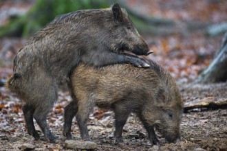Wild boar (Sus scrofa) copolised, Melle, Lower Saxony, Germany