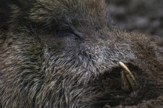Wild boar (Sus scrofa) in the snow, wild boar, Melle, Lower Saxony, Germany