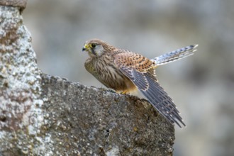 Kestrel (Falco tinnunculus), Gerolstein, Rhineland-Palatinate, Germany