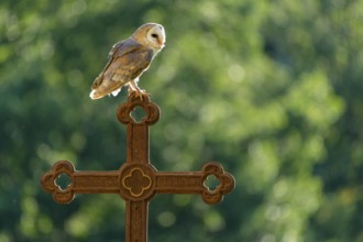 Barn owl (Tyto alba) sitting on a cross, Gerolstein, Rhineland-Palatinate, Germany