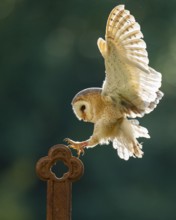Flying barn owl (Tyto alba), Gerolstein, Rhineland-Palatinate, Germany
