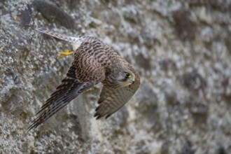 Kestrel (Falco tinnunculus), Gerolstein, Rhineland-Palatinate, Germany