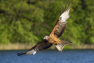 Red kite (Milvus milvus) in flight, Feldberger Seenlandschaft, Mecklenburg-Western Pomerania,