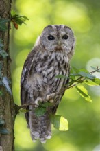Tawny owl (Strix aluco) sitting on a branch in the forest, Vechta, Lower Saxony, Germany
