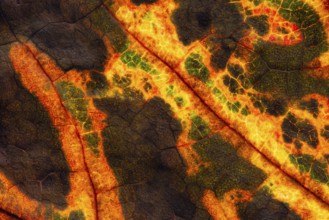 Structure of an autumn-colored leaf, foliage, tree, Vechta, Lower Saxony, Germany
