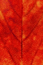 Structure of an autumn-colored leaf, foliage, tree, Vechta, Lower Saxony, Germany