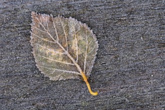 Birch leaf in hoarfrost, Goldenstedt, Lower Saxony, Germany