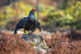 Black grouse (Lyrurus tetrix), black grouse courtship in Sweden, Fågelsjö, Gävleborgs län, Sweden