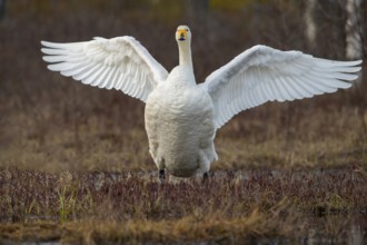 Whooper swan (Cygnus cygnus) at a lake in Sweden, Fågelsjö, Gävleborgs län, Sweden