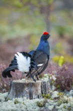 Black grouse (Lyrurus tetrix), black grouse courtship in Sweden, Fågelsjö, Gävleborgs län, Sweden