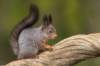 Squirrel (Sciurus vulgaris) on a tree trunk with food, Fågelsjö, Gävleborgs län, Sweden