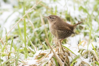 A wren (Troglodytes troglodytes) standing on a blade of grass, snow-covered grass in the