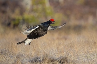 Black grouse (Lyrurus tetrix), black grouse courtship in Sweden, Fågelsjö, Gävleborgs län, Sweden