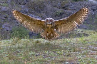 Eurasian Eagle-owl (bubo bubo) flying, Gerolstein, Rhineland-Palatinate, Germany