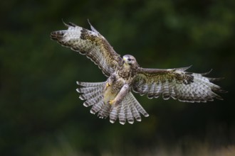 Flying buzzard (Buteo buteo), Gerolstein, Rhineland-Palatinate, Germany