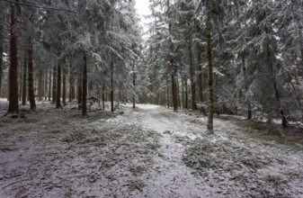 Winter landscape, forest covered with hoarfrost, Mondseeland, Salzkammergut, Upper Austria, Austria