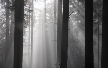 Picea abies, spruce forest in morning fog with sunrays, autumn forest, Mondseeland, Salzkammergut,