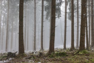 Autumn landscape, forest covered in fog with hoarfrost, Mondseeland, Salzkammergut, Upper Austria,
