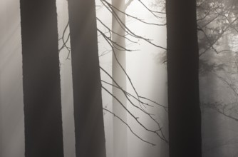 Tree trunks in morning fog with sunbeams, autumn forest, Mondseeland, Salzkammergut, Upper Austria,
