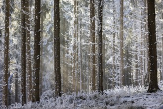 Winter landscape, forest covered with hoarfrost, Mondseeland, Salzkammergut, Upper Austria, Austria
