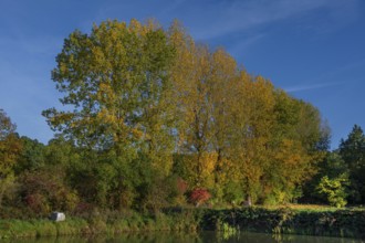 Autumnal poplars (Populus) in front of a carp pond, Beerbach, Middle Franconia, Bavaria, Germany