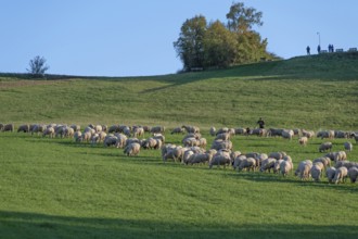 Shepherd tending his flock of sheep (Ovis gmelini aries) in a meadow, Tauchersreuth, Middle