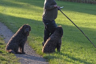 Shepherd with his dogs herding his flock of sheep (Ovis gmelini aries) in a meadow, Tauchersreuth,