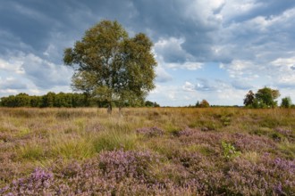 Blühende Heide im Moor, Rehdener Geestmoor, Rehden, Lower Saxony, Germany