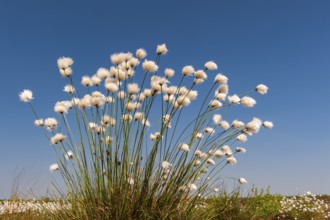 Cottongrass, sheath cottongrass (Eriophorum vaginatum) in Goldenstedt Moor, Goldenstedt, Lower