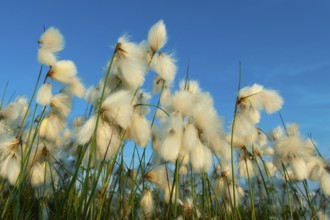 Common cottongrass (Eriophorum angustifolium) in the Goldenstdter Moor, Goldenstedt, Lower Saxony,