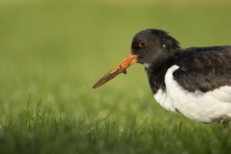 Eurasian oystercatcher (Haematopus ostralegus) adult wader bird on grassland, England, United